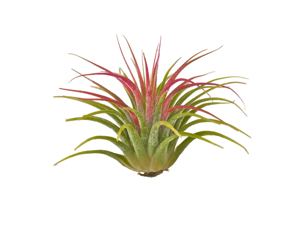 Air Plant